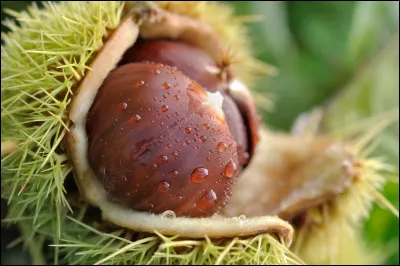 Si vous recevez un marron, vous recevez :