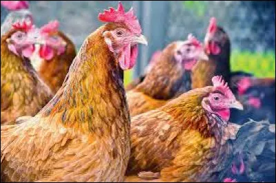 Les poulets désignent :