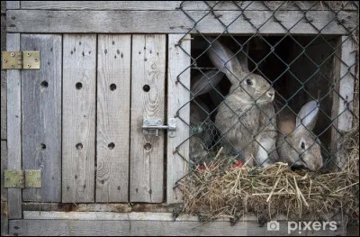 Les cages à lapins désignent :