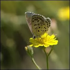 Il existe de tout petits papillons qui ne mesurent pas plus de 3 milimtres de large lorsque ses ailes sont dployes.