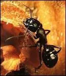 La fourmi peut soulever jusqu' 150 fois son poids.