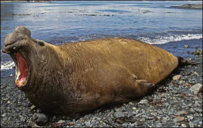 Quel est le nom de ce mammifère marin ?