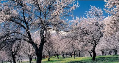 Au Japon, quel nom donne-t-on aux cerisiers qui fleurissent aux printemps ?