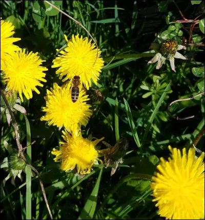 Quel est votre moment pr&eacute;f&eacute;r&eacute; au jardin ?