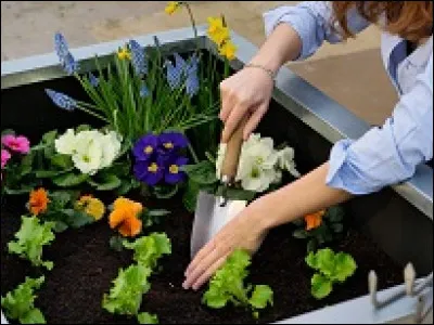 Quels type de v&eacute;g&eacute;taux appr&eacute;ciez-vous le plus ?