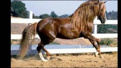 Tu aimerais que ton poney ou ton cheval soit...