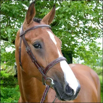 Comment doit se fixer une muserolle française ?