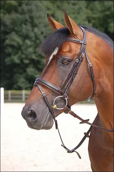 Sur une muserolle combinée, comment s'appelle la fine courroie plate servant à limiter l'ouverture de la bouche du cheval ?