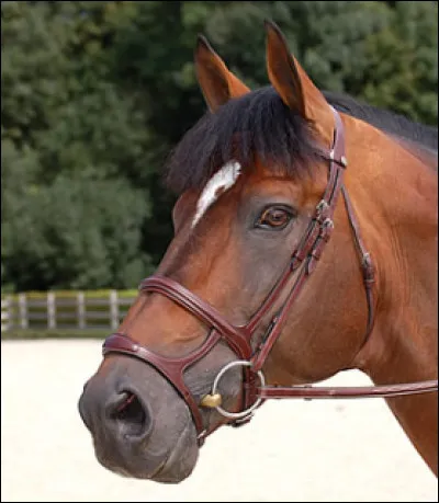 Un peu moins courante, on la rencontre surtout chez les chevaux de saut, comment s'appelle cette muserolle ?