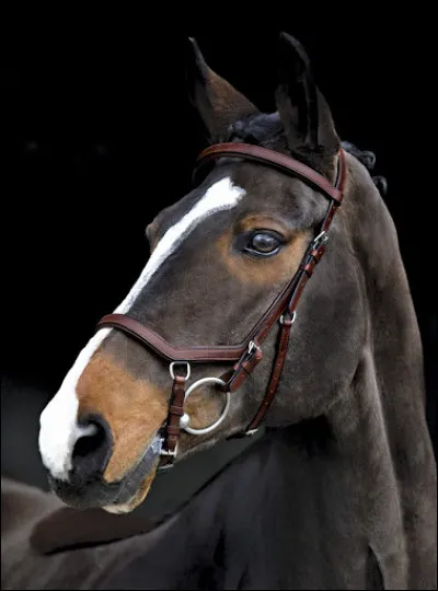 Quelle est la particularité de ce filet (muserolle) ?