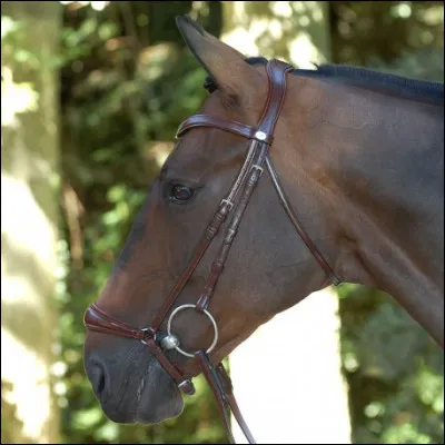 Quelle est cette muserolle ?