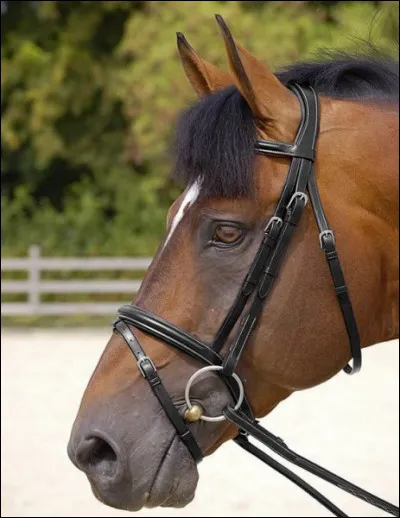 Quelle est cette muserolle ?