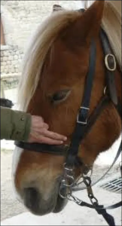 À combien de doigts une muserolle doit-elle être réglée ?