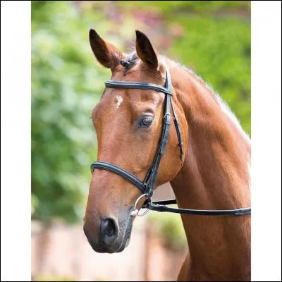 Quel est l'autre nom du filet ?