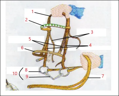 À quelle partie du filet correspond le numéro 2 ?
