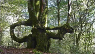 Que signifie une "queule" en morvandiau ?