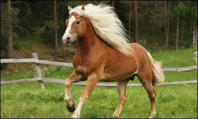 Tu aimerais que ton cheval ou poney ait une allure :