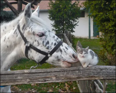 Tu aimerais que ton poney ou ton cheval soit...
