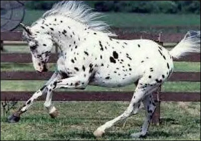 À nouveau, lequel de ces traits de caractère aimerais-tu pour ton cheval ou poney ?