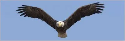 Qui a chanté "L'aigle noir " ?