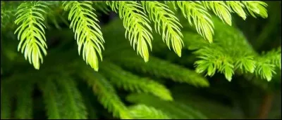 Les pins, les sapins, les épicéas... appartiennent à la famille des :