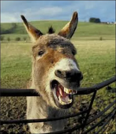 De quelle couleur est l'âne dans le roman policier de Georges Simenon ?