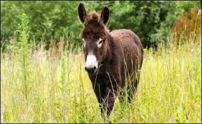 Qui a écrit la nouvelle intitulée "L'Âne" ?