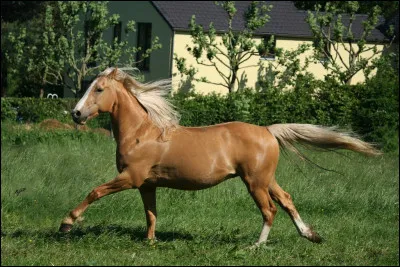 Quelles variations du galop sont existantes parmi les choix suivants ?