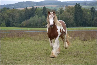 Bien que le cheval en ait de nombreuses, il y a ... allures qu'il pratique avec aise, elles sont dites "naturelles".