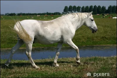 En général, la description du pas se fait d'abord avec...