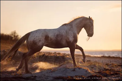 Afin de décrire le galop à gauche, je vais terminer mon explication avec...