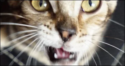 Combien de chats a-t-il ?