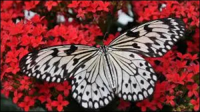 Rajoutons un peu de lumière à notre réponse.