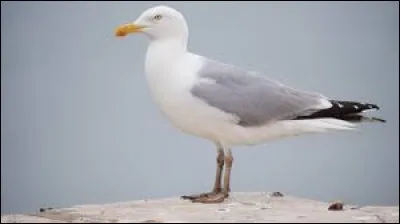 Aidez Ariel à retrouver son ami !