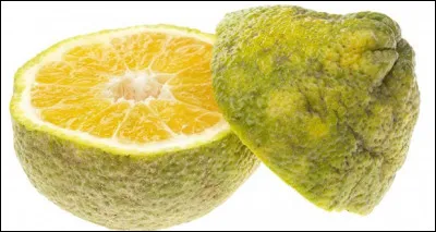 Quel est cet agrume originaire de la Jamaïque provenant de l'hybridation d'un oranger et d'un pamplemoussier ?