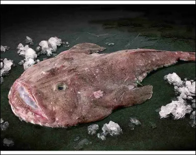 Quel est le nom de ce poisson ?