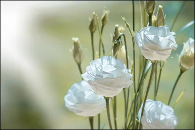 Quelles fleurs apercevons-nous ici ?