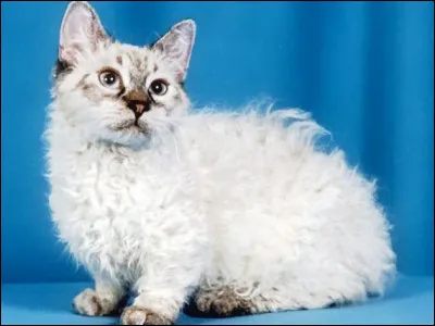 Skookum est le nom d'une race de petits chats aux pattes courtes qui doivent avoir ... grands et bouclés ?