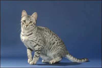 Comment s'appelaient les chats dans l'Égypte antique ?