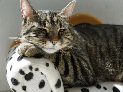 À combien de degrés un chat peut-il faire tourner ses oreilles ?