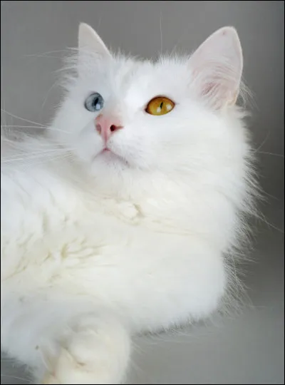 De quel pays est originaire la race de chat Van qui a souvent les yeux de couleurs différentes ?