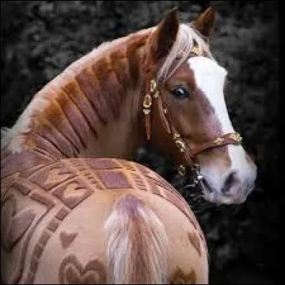 C'est une superbe jument.