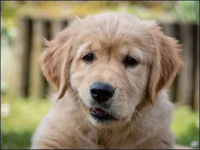 Christina raconte qu'elle avait eu un animal, lequel ?