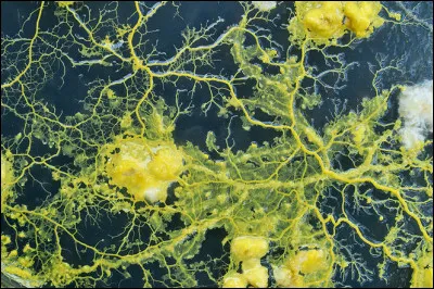 Mais quelle taille peut-il atteindre, sachant qu'au départ, il ne mesure que 10 microns ?