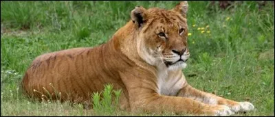 Le tigron est le petit d'un tigre et :