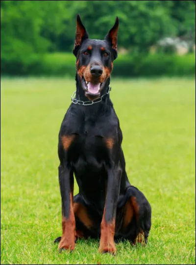 Quelle est cette race de chien ?