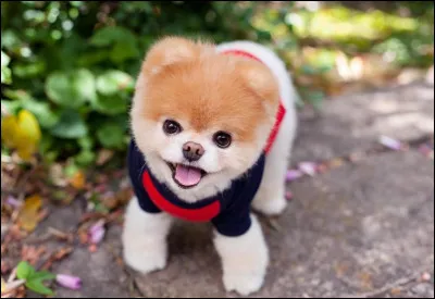 Qui a dit : "Les chiens ne me mordent jamais. Seulement les humains'' ?