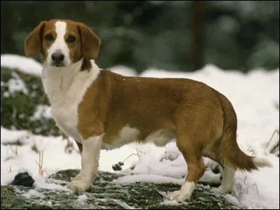 De quel pays le drever vient-il ?