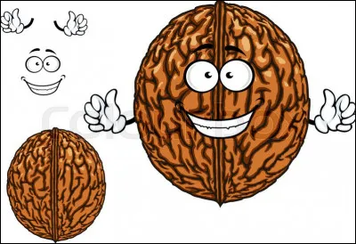 De quelle famille font partie les noix ?