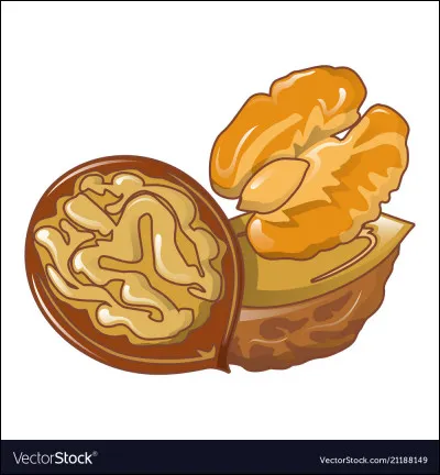 Quel nom porte la membrane qui sépare l'intérieur de la noix ?